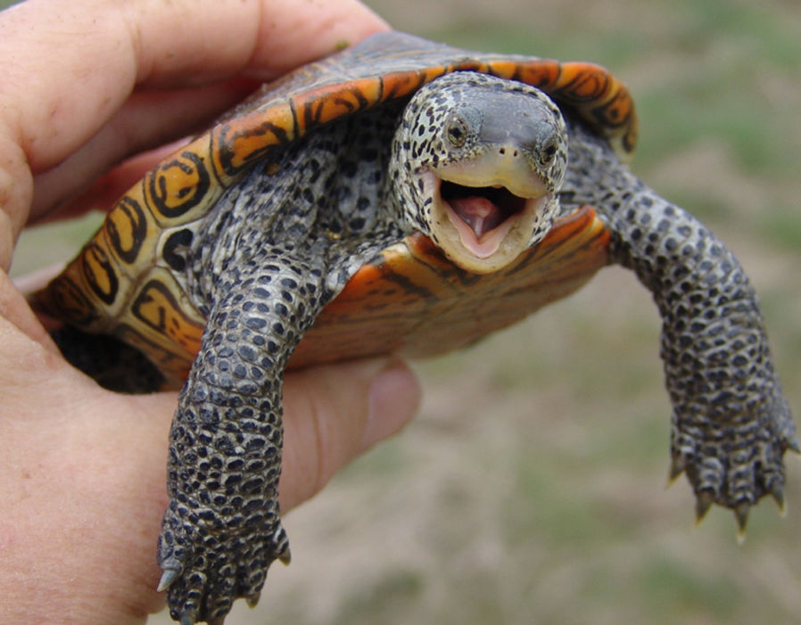 A very happy turtle indeed!