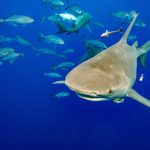 Wildlife summit to vote on ‘historic’ shark protections